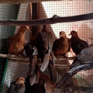 burung tekukur merah sepasang