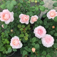 [Local Seller]Chinese Rose European Vine China Rose Seedlings Everblooming Potted Climbing Vine Tree Flower Sea Plant