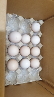 Telur Ayam Kampung Kacuk Berbenih *Tanpa antibiotik* SESUAI UNTUK DIRAM telur kampung freerange Orga