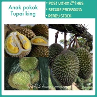 PBN - anak pokok durian tupai king - pokok bunga nursery cepat rajin berbuah lebat subur D214 terbaik fruit sapling