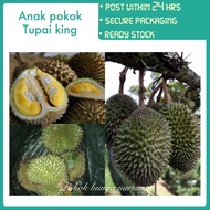 PBN - anak pokok durian tupai king - pokok bunga nursery cepat rajin berbuah lebat subur D214 terbai