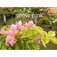 SALE!! BOUGAINVILLEA CUTTINGS