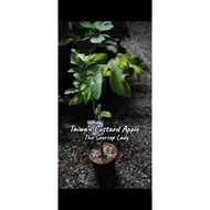 SG, Seller TAIWAN CUSTARD APPLE Fruit Plant / Live Plant 🪴 $68