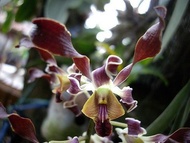 Anggrek Dendrobium Hibrid Botol