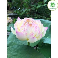 Củ sen chaming lip (C28) ra hoa sau 4-5 tháng