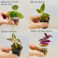 Live Jungle Plant - Macodes Petola / Borneo (Lightning Jewel Orchid)/ Goodyera / Malaxis Purple - Terrarium - Paludarium