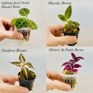 Live Jungle Plant / Fern - Macodes Petola (Lightning Jewel Orchid)/ Goodyera / Malaxis Purple - Terr