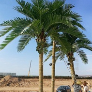 Fake Tropical Palm Tree Bionic Green Large Leaf Planting Tree Coconut Tree Landscape Artificial Simu