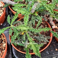 🔥 SGH - Euphorbia decaryi Guillaumin 皱叶麒麟