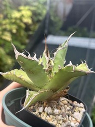 綠肌龍舌蘭 Agave