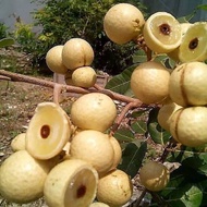Bibit Kelengkeng Seedling Berkualitas