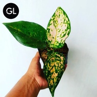 Aglaonema Ruby Kirana | Tanaman Hias Indoor Aglonema 