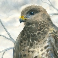 Falcon on a branch artwork hand painted Watercolor painting on paper