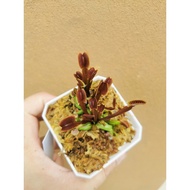 Dionaea Muscipula, "Royal Red" Venus Flytrap Carnivorous Plant