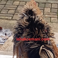 Ayam Tulak Walik Super Istimewa Dan Sangat Langka