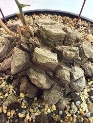 墨西哥龜甲龍  龜甲龍 觀葉植物 南非龜甲龍