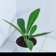 tanaman hias antorium linet/Philo linet+ pot tawon putih