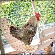 [Tenlzsp8] Chicken Swing Training Coop Encourages Foot Exercise Outdoor Stand Perch Ladder for Chick