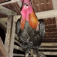 ayam pelung dan kalkun