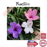 (GG real plant) ruellia  purple kencana ungu dwarf ruellia pokok bunga hidup Mexican petunas luar outdoor purple shower
