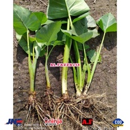 bibit talas beneng bibit tanaman pohon talas pulen talas gajah umbi talas siap tanam