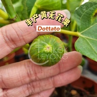 TKL - Outdoor Fig Tree Ficus Carica Pokok Buah Tin Bourgogne Fig/Yellow Long Fig