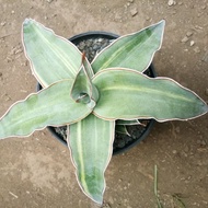 sensivera  varigata/tanaman hias hidup  (cod)