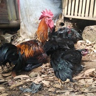 Betina Ayam Pelung Jumbo