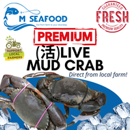 M Seafood Live Fresh Mud Crab (螃蟹) (500-600G) Direct from Farm to your Doorstep