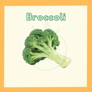 Benih Broccoli / Broccoli Seed