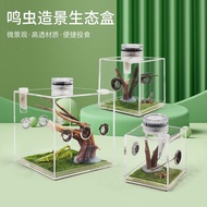 Jumping Spider Breeding Box Beetle Ecological Box Beetle Box Gourd Beetle Beetle Beetle Beetle Beetl