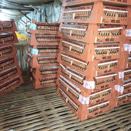 bibit ayam broiler doc super japfa mb202 platinum