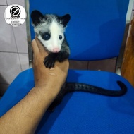 musang pandan mozaik jantan