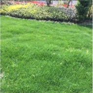 LHK 200seeds Bermuda Grass Seeds/Lawn Grass Seeds Bermuda Garden Landscape Grass Seeds