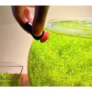 MINI FISH TANK MAGNETIC BRUSH | ALGAE SCRAPER | CLEAN ALGAE | AQAURIUM TANK BRUSH | 磁力刷