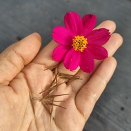 25pcs Biji Benih Bunga Kosmos Maroon Cosmos Flower Seed / Cosmos Sulphureus / Sulfur Cosmos