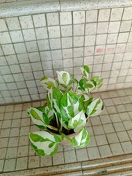 白金葛 雪花葛 黃金葛 小盆栽