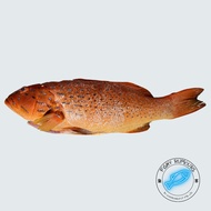 Wild-caught Red Coral Grouper
