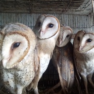 (Ready Stok) Burhan/Burung Hantu Barn Owl/Tyto Alba/Pembasmi Hama