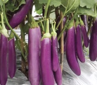 Anak Pokok Terung Ungu Panjang/ Long Purple Eggplant