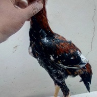Ayam Jantan Trah Shamo dengan Biang Plucer