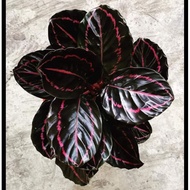 ❃Calathea Dottie*****