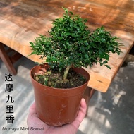GPS Green Plant Society Murraya Dwarf Bonsai 达摩九里香盆栽