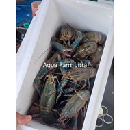 Frozen Udang Kara Lobster Air Tawar - Sejuk Beku. Australian Redclaw Crayfish.