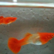 Guppy Albino Koi Red Ear Gen King Koi