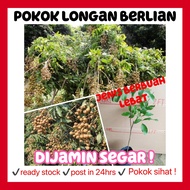 rina • anak pokok longan berlian • hybrid cepat berbuah live plant fruit sapling fruit tree pokok hidup fruits buah