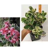 READY STOCK🌿🌸 ixora chinensis variegated🌿🌸Folwer