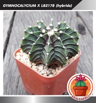 กระบองเพชร แคคตัส Cactus : GYMNOCALYCIUM X LB2178 (hybrids) 1 ต้น