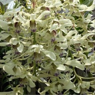 Anggrek Dendrobium Wulaiense spesies