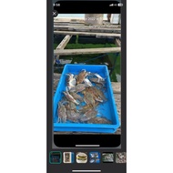 Live Flower Crabs / Lobsters / Mussels